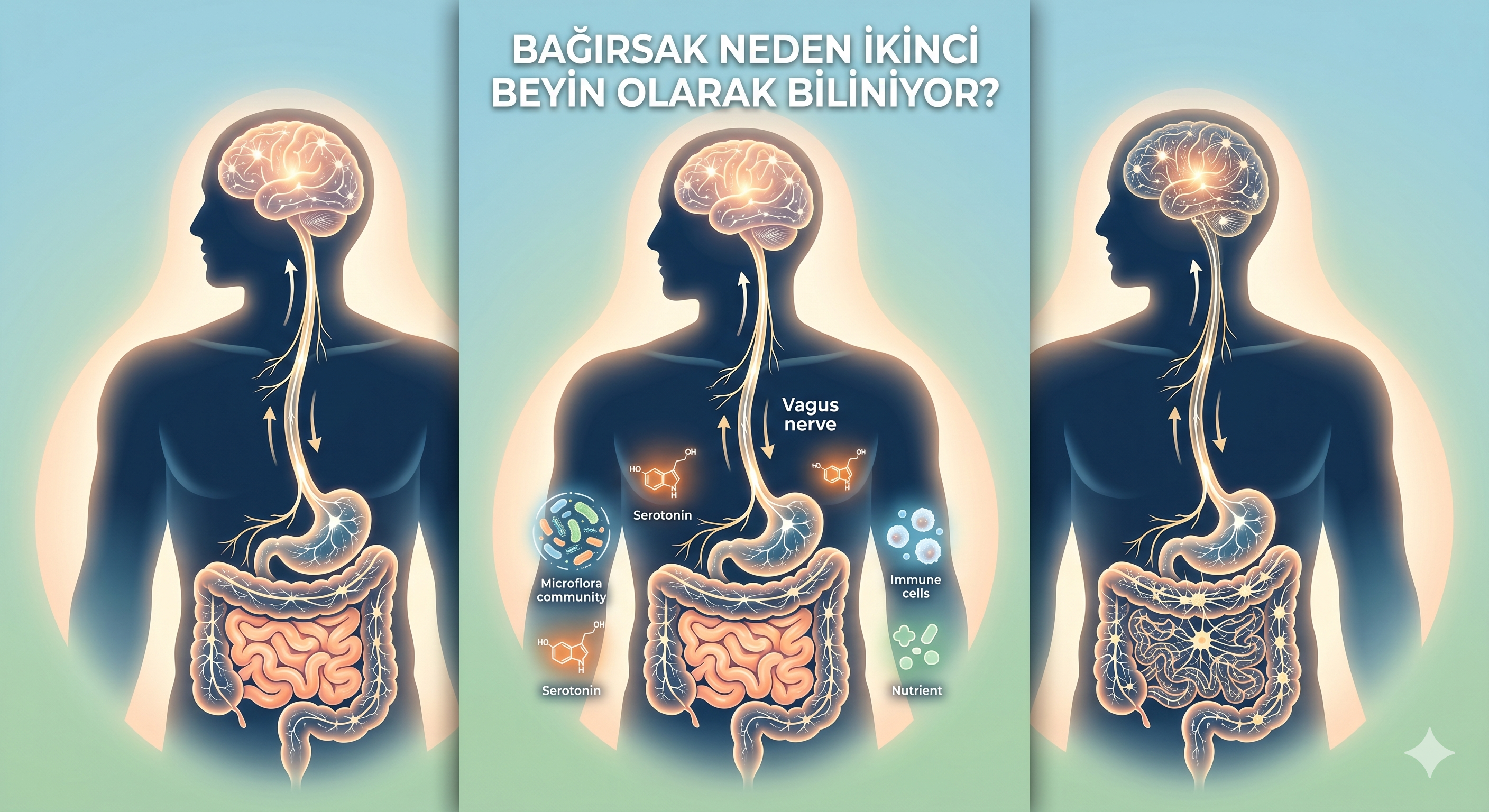 Bağırsaklar Neden 'İkinci Beyin' Olarak Biliniyor