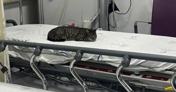 ‘Hasta yatağında kedi yatıyor’